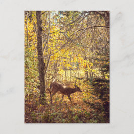 Biche - Parc national du Mont-Tremblant Vykort