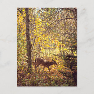 Biche - Parc national du Mont-Tremblant Vykort