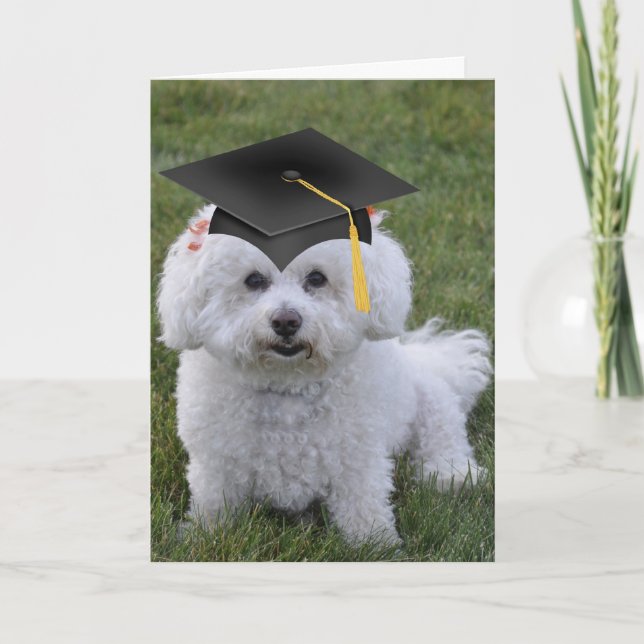 Bichon Black Cap Studenten Kort (Framsida)