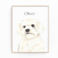 Bichon, Bolognese, Koton, Havanese, Malta Art