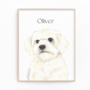 Bichon, Bolognese, Koton, Havanese, Malta Art Fototryck