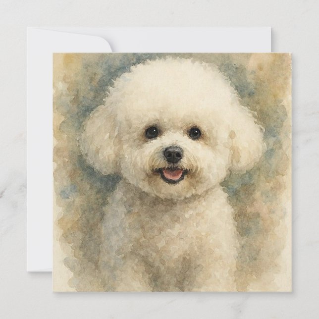 Bichon Frise (Framsida)