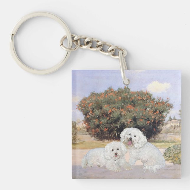 Bichon frise (Framsidan)