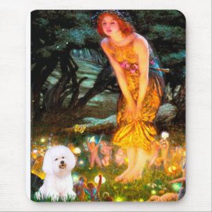 Bichon Frise 1 - MidEve Musmatta