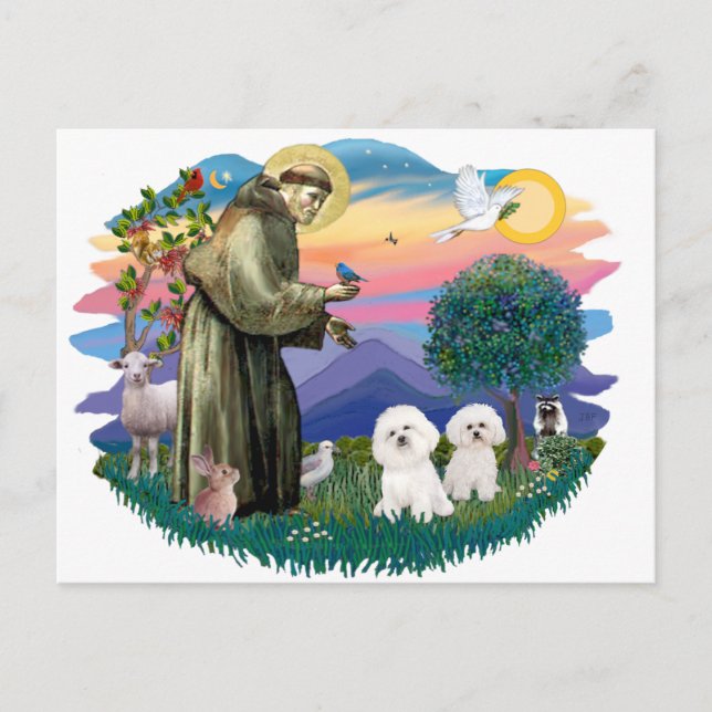 Bichon Frise (2) Vykort (Framsida)