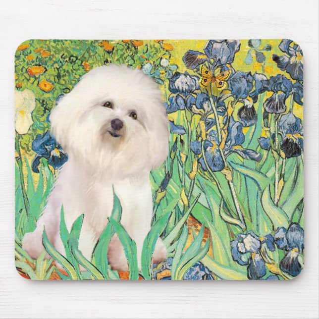 Bichon Frise 4  - Irisar Musmatta (Framsidan)
