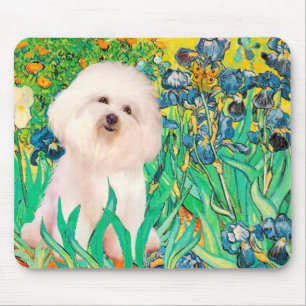 Bichon Frise 4 - Irises Musmatta