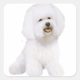 Bichon Frise (A) Fyrkantigt Klistermärke