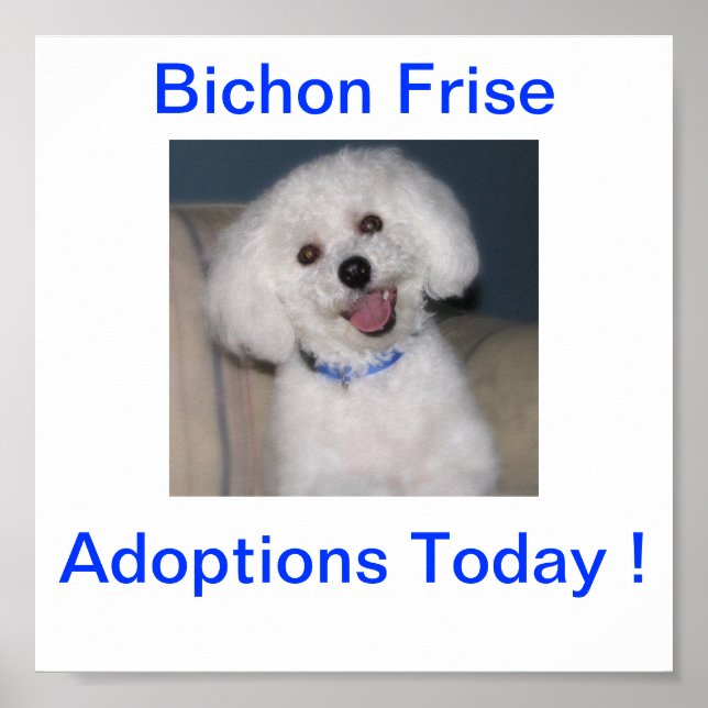 Bichon Frise Adoption Today-tecken Poster (Framsidan)