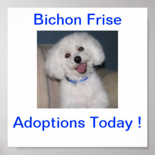 Bichon Frise adoption undertecknar i dag Poster