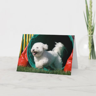 "Bichon Frise Agibility"-fotohälsningskort Kort