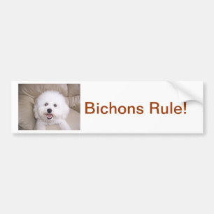 Bichon Frise Bildekal