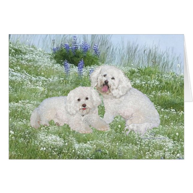 Bichon Frise Blåbonor Hälsningskort (Framsidan Horizontal)