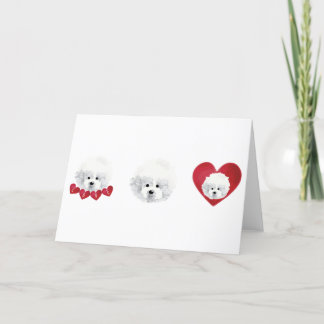 Bichon Frise _ blandras _ Helgkort