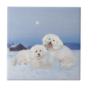 Bichon Frise December Kväll Kakelplatta