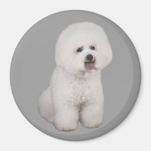 Bichon Frise dyrbar magnet
