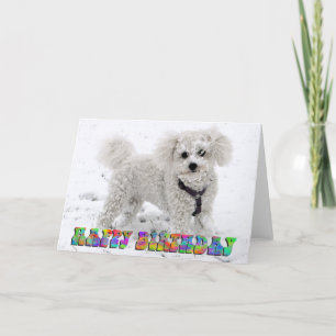 Bichon Frise födelsedagkort Kort