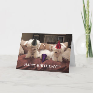 Bichon Frise födelsedagkort!! Kort