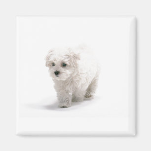 Bichon Frise fotomagnet Magnet