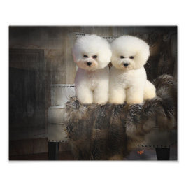 Bichon Frise Fototryck