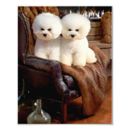 Bichon Frise Fototryck