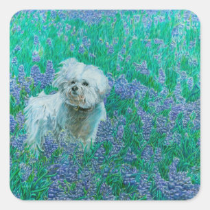 Bichon Frise Fyrkantigt Klistermärke