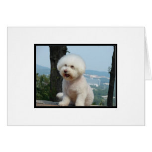 Bichon Frise Hälsningskort