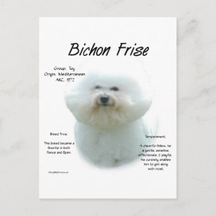 Bichon Frise-historik; allt om Bichon Frise Vykort