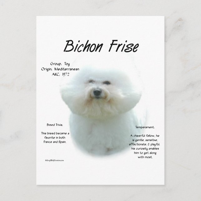 Bichon Frise-historik; allt om Bichon Frise Vykort (Framsida)