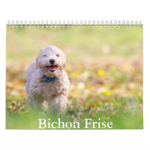Bichon Frise hund Calendar Kalender