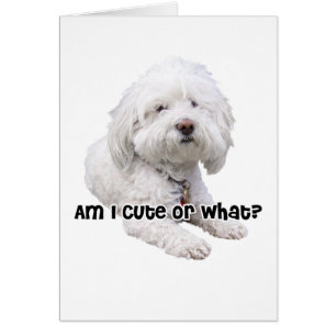 Bichon Frise hund Hälsningskort