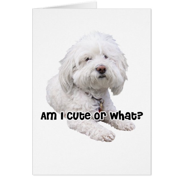 Bichon Frise Hund Hälsningskort (Framsidan)