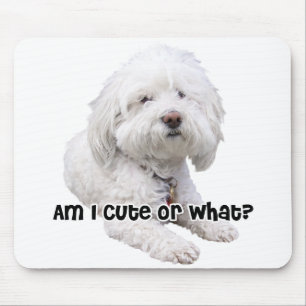 Bichon Frise hund Musmatta
