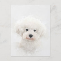Bichon Frise Hund Porträtt