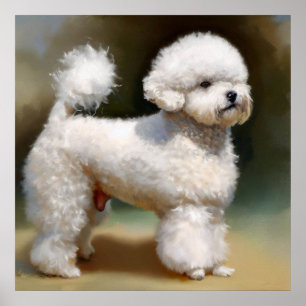 Bichon Frise Hund Poster
