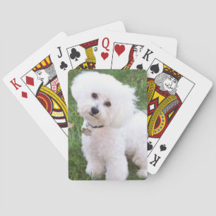 Bichon Frise hund som leker kort Kortlek