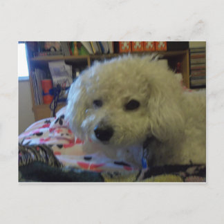 Bichon Frise hund Vykort