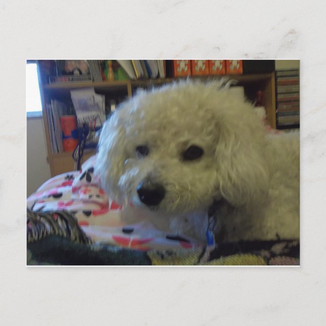 Bichon Frise hund Vykort (Framsida)