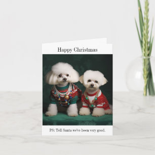 Bichon Frise Hundar i julsötare Kort