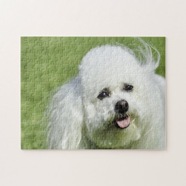 Bichon Frise Hundar. Pussel (Horisontell)