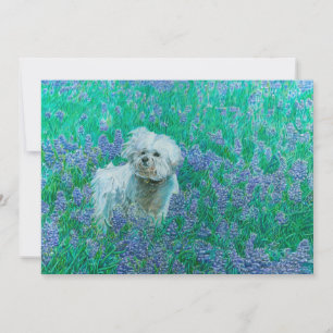 Bichon Frise i blå lupiner Tack Kort