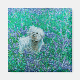 Bichon Frise i Bluebonnets Magnet
