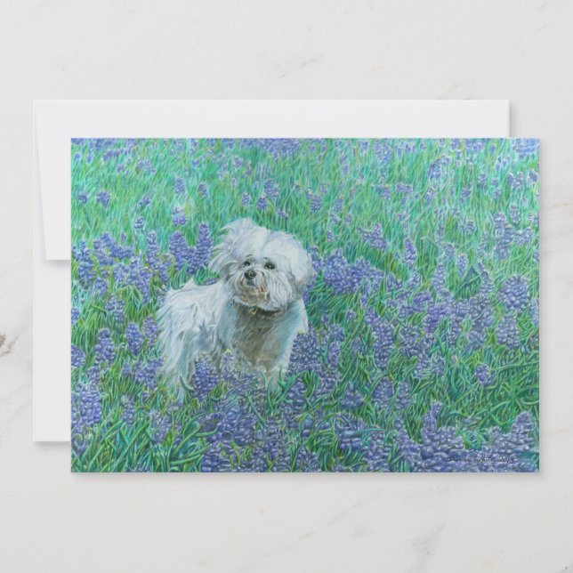 Bichon Frise i Bluebonnets Tack Kort (Framsida)