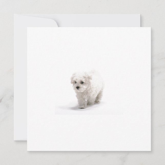 Bichon Frise inbjudan (Framsida)