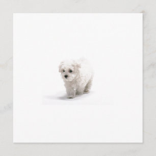 Bichon Frise inbjudan