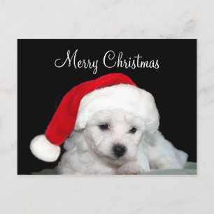 Bichon Frise jul Helg Vykort