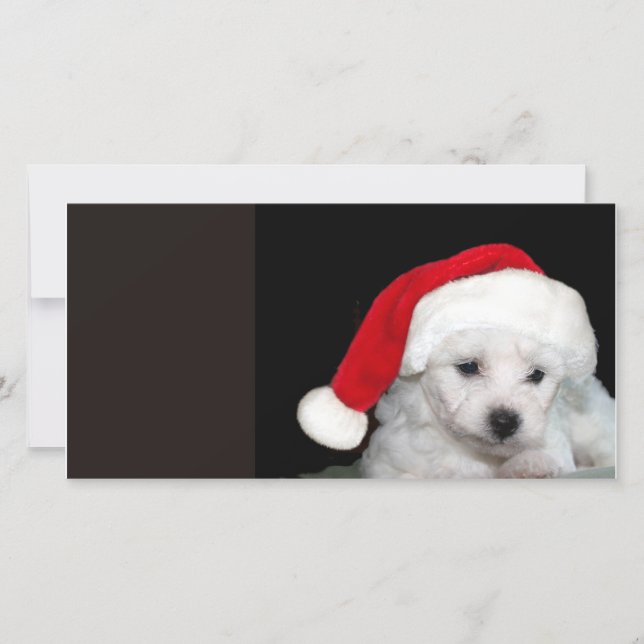Bichon Frise jul Julkort (Framsida)