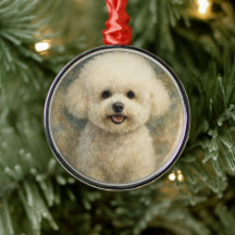 Bichon Frise