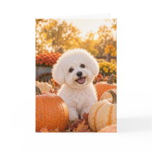 Bichon Frise Julkort för Tacksägelsedagen