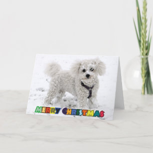 Bichon Frise julkort Helgkort